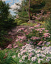 Rhododendron rosa y blanco en un bosque - Thomas Allen Jr — vista de la obra
