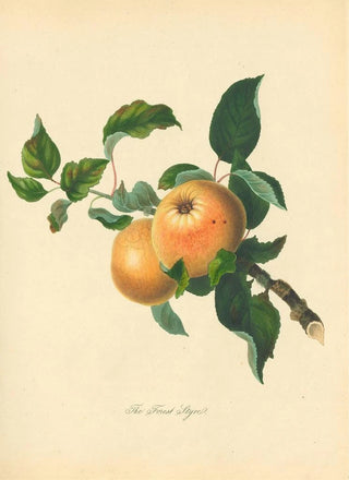 Thomas Andrew Knight - Forest Styre.webp