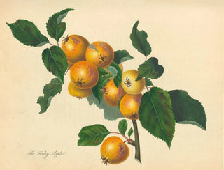 Thomas Andrew Knight - Foxley Apple.webp
