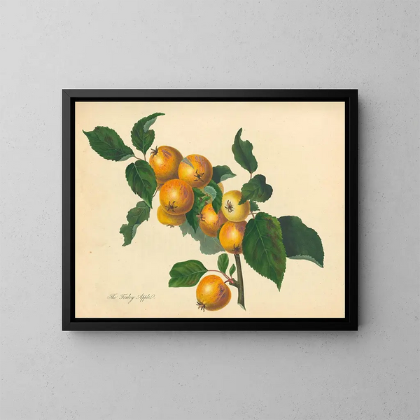 Manzana de Foxley - Thomas Andrew Knight — cuadro enmarcado en la pared