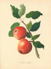 Apple garter - Thomas Andrew Knight — artwork view