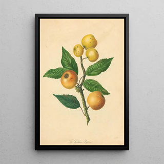 Thomas Andrew Knight - Golden Pippin.webp