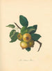 Pear Holmore - Thomas Andrew Knight — artwork view