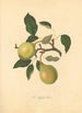 Pear Huffcap - Thomas Andrew Knight — artwork view