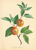 Pear Loan Pearmain - Thomas Andrew Knight — artwork view