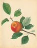 Naranja Pippin - Thomas Andrew Knight — vista de la obra