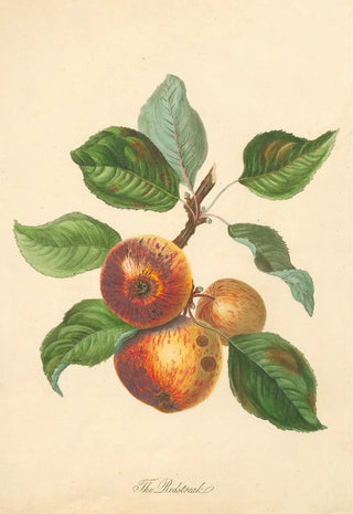 Thomas Andrew Knight - Redstreak.webp