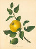 Pomme à noyau Steads - Thomas Andrew Knight — vista de la obra