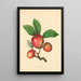 Woodcock - Thomas Andrew Knight — cuadro enmarcado en la pared