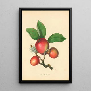 Thomas Andrew Knight - Woodcock.webp