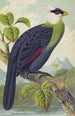 Corythaix Leucolopha - Thomas Waterman Wood — vista de la obra