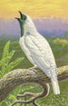 Cotinga a garganta desnuda - Thomas Waterman Wood — vista de la obra