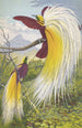 Paradisea Papuana - Thomas Waterman Wood | Cuadro — vista de la obra