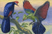 de Guacamayo violeta y guacamayo de cresta blanca - Thomas Waterman Wood — vista de la obra