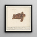 Turtle of the sea Cheloniidae land turtle testudo Palustris - Anselmus Botius de Boodt — framed artwork on a wall