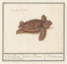 Turtle of the sea Cheloniidae land turtle testudo Palustris - Anselmus Botius de Boodt — artwork view