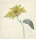 Sunflower Painting - D van Alphen — artwork view