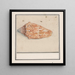 Trompette rosa Strombus gigas - Anselmus Botius de Boodt — cuadro enmarcado en la pared