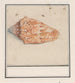 Trompette rosa Strombus gigas - Anselmus Botius de Boodt — vista de la obra