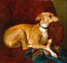 Un galgo descansando sobre una silla - Jacques-Raymond Brascassat — vista de la obra