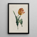 Tulipán - Valentine Bartholomew — cuadro enmarcado en la pared