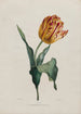 Tulipán - Valentine Bartholomew — vista de la obra