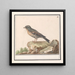 Vink Fringilla - Anselmus Botius de Boodt — cuadro enmarcado en la pared