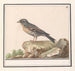 Vink Fringilla - Anselmus Botius de Boodt — vista de la obra