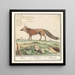 Vos Vulpes vulpes Vos Vulpes Renard - Anselmus Botius de Boodt — cuadro enmarcado en la pared