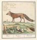 Vos Vulpes vulpes Vos Vulpes Renard - Anselmus Botius de Boodt — vista de la obra