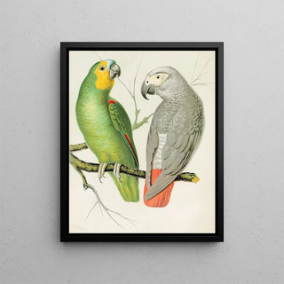 W A Blakston - Amazon Parrot Grey Parrot.webp