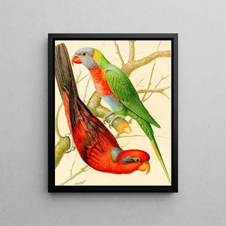 W A Blakston - Blue Striped Lory Blue Mountain Lory.webp