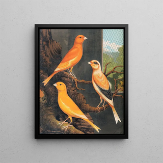 W A Blakston - Norwich CanariesDark Crested Buff Variegated Crested Buff And Yellow.webp