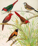 Pinson perroquet, pinson bichenos, pinson cramoisi australiano, pinson a pecho castaño - W. A. Blakston — vista de la obra
