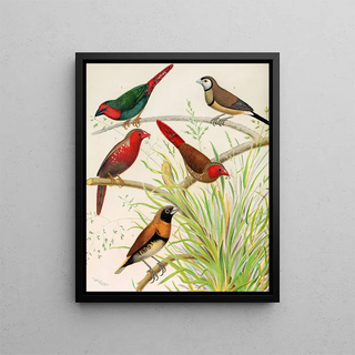 W A Blakston - Parrot Finch Bichenos Finch Australian Crimson Finch Chestnut Breasted Finch.webp