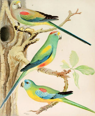 Turquoise Parrot and Multicolored Parrots Painting - W. A. Blakston — artwork view