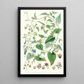 Walter Hood Fitch - A C Gracilis H f et T B Codonopsis Campanumcea Javanica Hf et T C C Inflata Hf T.webp