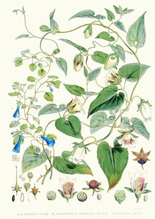 Walter Hood Fitch - A C Gracilis H f et T B Codonopsis Campanumcea Javanica Hf et T C C Inflata Hf T.webp