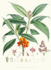Aucuba Himalaica Hf et T - Walter Hood Fitch — artwork view