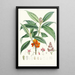 Aucuba Himalaica Hf et T - Walter Hood Fitch — framed artwork on a wall
