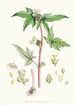 Begonia Gemmipara Hf et T - Walter Hood Fitch — vista de la obra