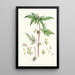 Begonia Gemmipara Hf et T - Walter Hood Fitch — cuadro enmarcado en la pared