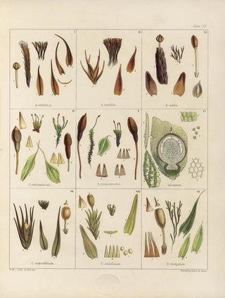 Walter Hood Fitch - Cryptogamic botany of the Antarctic voyage of HM Discovery ships Erebus and Terror in the years 1839 Pl01.webp