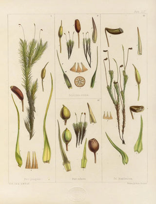Walter Hood Fitch - Cryptogamic botany of the Antarctic voyage of HM Discovery ships Erebus and Terror in the years 1839 Pl03.webp