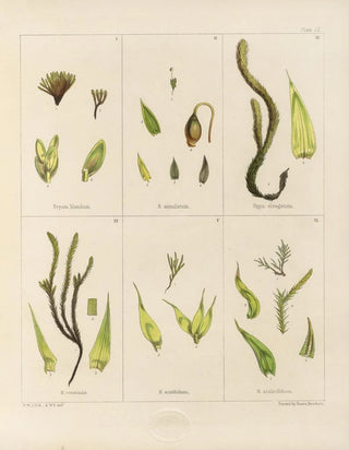 Walter Hood Fitch - Cryptogamic botany of the Antarctic voyage of HM Discovery ships Erebus and Terror in the years 1839 Pl04.webp