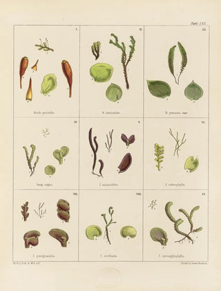 Walter Hood Fitch - Cryptogamic botany of the Antarctic voyage of HM Discovery ships Erebus and Terror in the years 1839 Pl06.webp