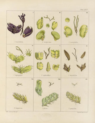 Walter Hood Fitch - Cryptogamic botany of the Antarctic voyage of HM Discovery ships Erebus and Terror in the years 1839 Pl08.webp