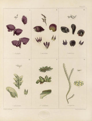 Walter Hood Fitch - Cryptogamic botany of the Antarctic voyage of HM Discovery ships Erebus and Terror in the years 1839 Pl10.webp