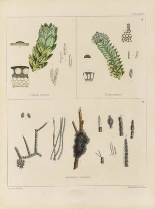 Walter Hood Fitch - Cryptogamic botany of the Antarctic voyage of HM Discovery ships Erebus and Terror in the years 1839 Pl11.webp