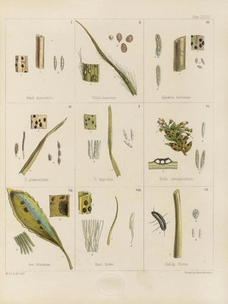Walter Hood Fitch - Cryptogamic botany of the Antarctic voyage of HM Discovery ships Erebus and Terror in the years 1839 Pl12.webp